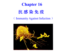 抗感染免疫.ppt