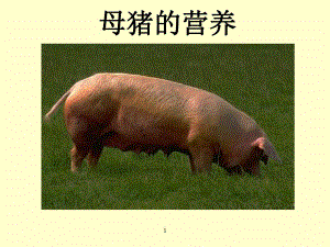 母猪的营养.ppt