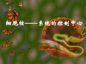 系统的控制中心细胞核.ppt