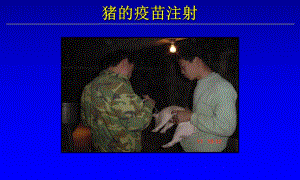 猪的疫苗注射注意事项.ppt