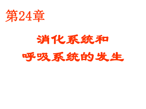 24消化系统和呼吸系统的发生.ppt