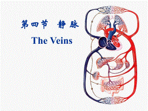 人体解剖学静脉和淋巴.ppt
