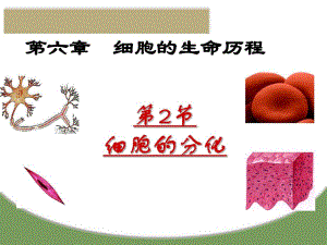 细胞分化.ppt.ppt