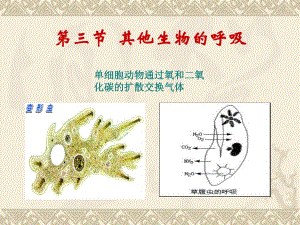 其他生物的呼吸(制作).ppt