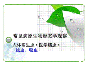病原学形态观察.寄生虫.ppt