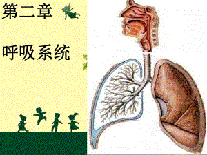 呼吸系统概述及急性支气管炎.ppt