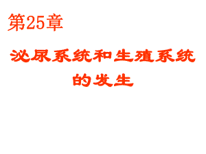 25泌尿系统和生殖系统的发生.ppt