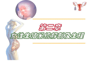 妇产科第二章女性生殖系统解剖及生理资料.ppt