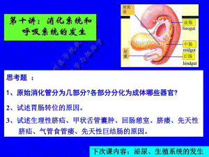 第十讲：消化、呼吸的发生.ppt