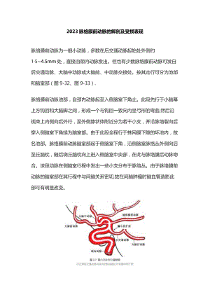 2023脉络膜前动脉的解剖及受损表现.docx