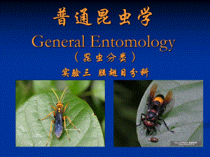 膜翅目分科.ppt