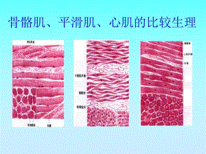 骨骼肌、心肌、平滑肌的比较PPT.ppt.ppt