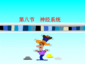 解剖神经系统.ppt
