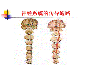 神经系统的传导通路.ppt