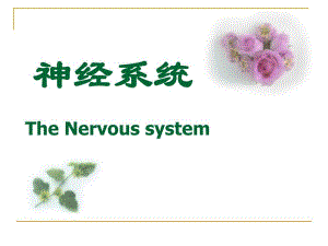 脊神经ppt演示文稿.ppt