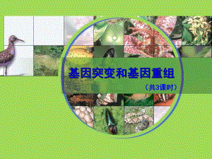 基因突变.ppt.ppt