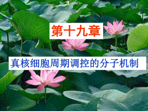 第三章真核细胞周期调控的分子机制.ppt