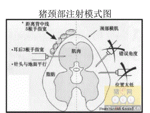 猪注射部位图片.ppt