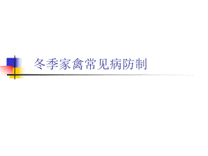 冬季家禽常见病防制.ppt