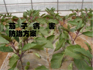 -茄子病虫害方案-sc.ppt
