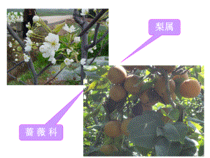 梨子栽培技术.ppt