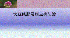 大蒜施肥及病虫害防治.ppt