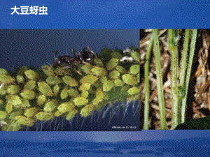 大豆病虫害高清图谱.ppt
