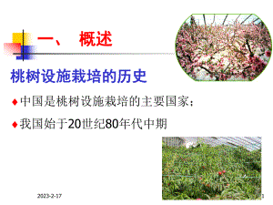 桃树设施栽培技术.ppt