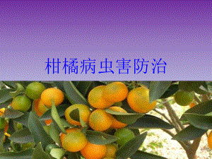 柑橘病虫害防治.ppt