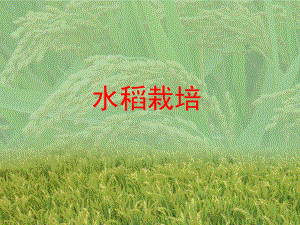 水稻栽培技术.ppt