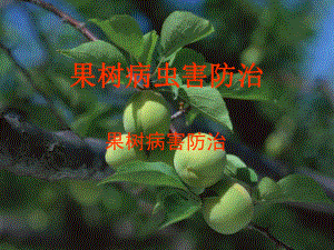 果树病虫害防治.ppt
