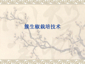 朝天椒栽培技术.ppt