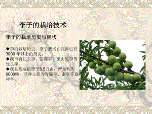 李子栽培技术.ppt
