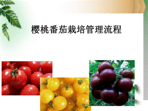 樱桃番茄栽培技术.ppt