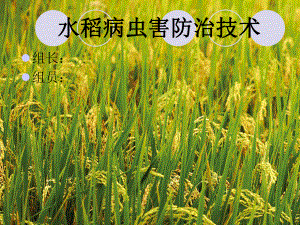 水稻病虫害防治技术.ppt