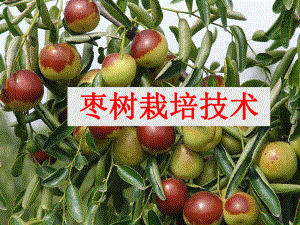 枣树栽培技术.ppt