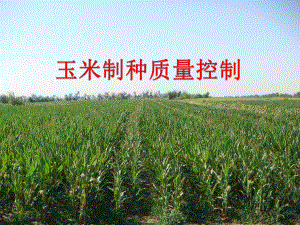 玉米制种质量控制.ppt