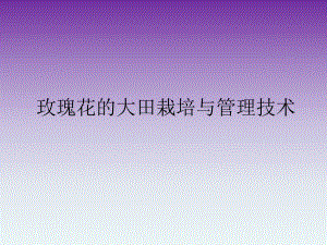 玫瑰大田栽培技术.ppt