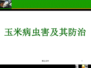 玉米常见病虫害及防治.ppt