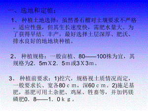番石榴栽培及常见病虫害管理.ppt