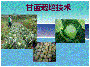 甘蓝栽培技术.ppt