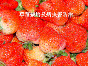 草莓栽培及病虫害防治.ppt