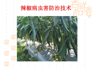 辣椒病虫害防治ppt.ppt