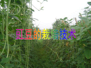 豇豆的栽培技术.ppt