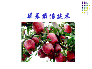 苹果栽培技术.ppt