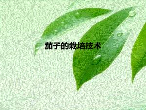 茄子的栽培技术.ppt