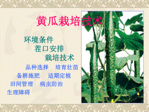 设施黄瓜栽培技术.ppt