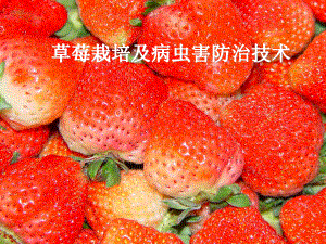 草莓栽培及病虫害防治技术.ppt