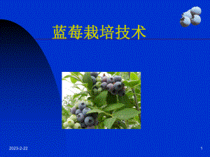 蓝莓栽培技术.ppt