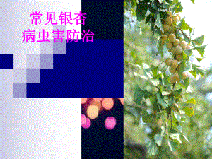 银杏病虫害防治.ppt